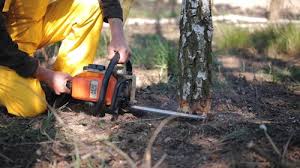 Best Stump Grinding and Removal  in Martindale, TX