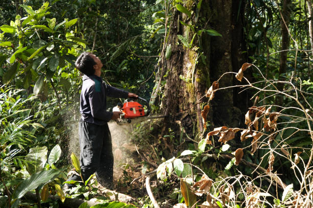 Best Hazardous Tree Removal  in Martindale, TX