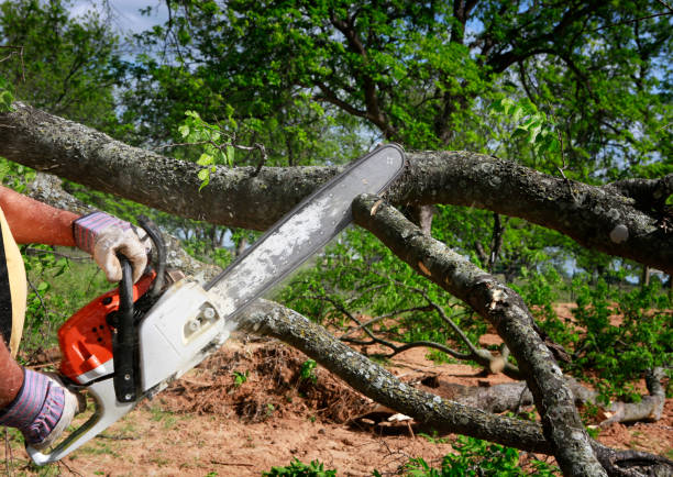 How Our Tree Care Process Works  in  Martindale, TX